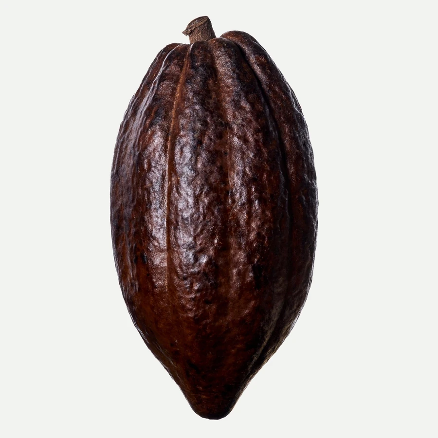 نت غلاف کاکائو