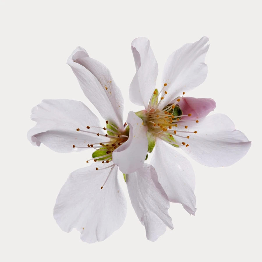 نت شکوفه گیلاس