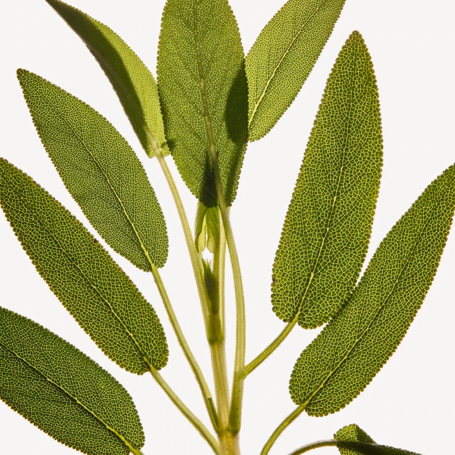 مریم گلی