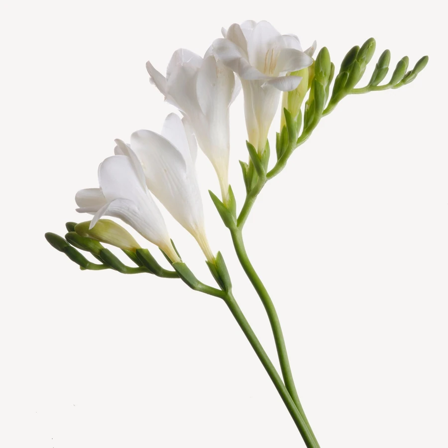 نت فریزیا
