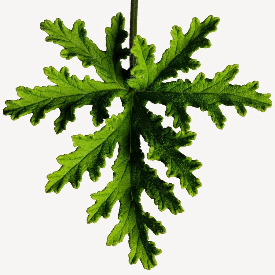 نت شمعدانی