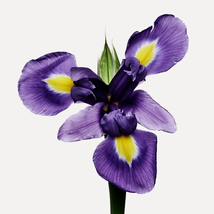 زنبق