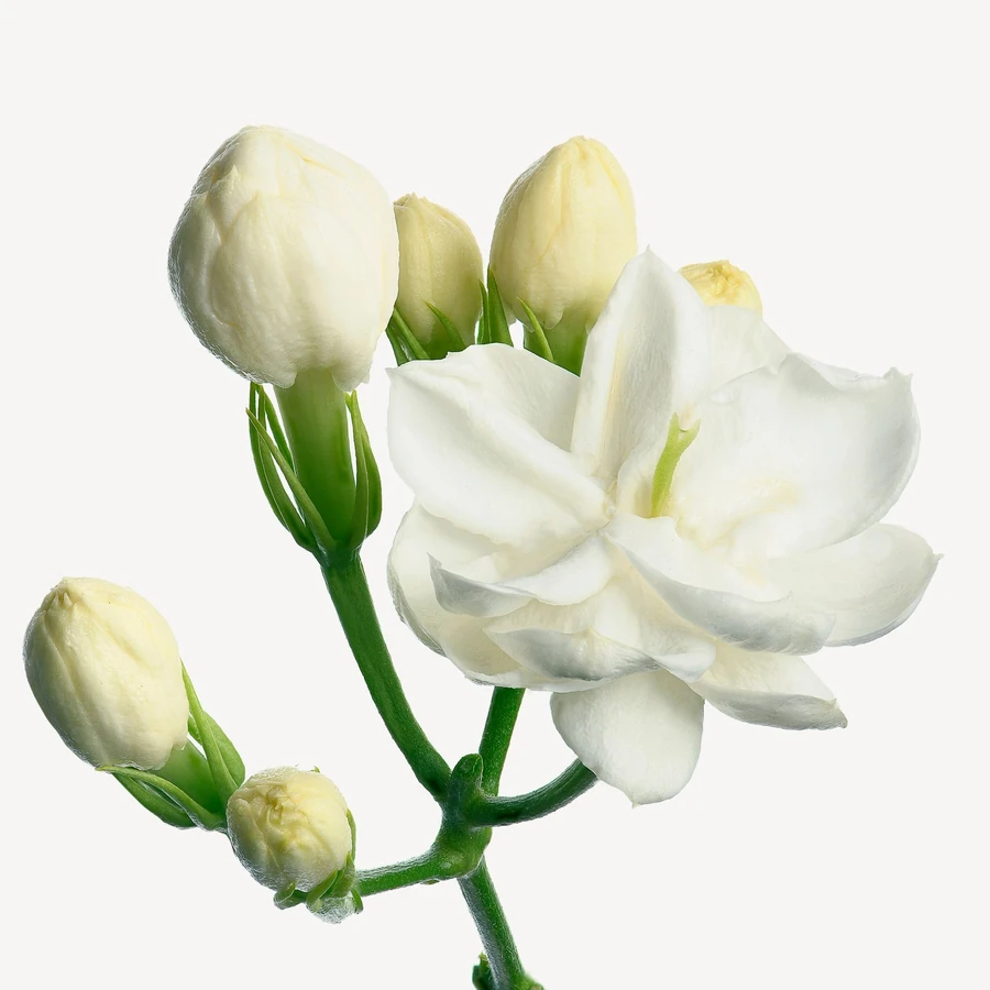 یاس