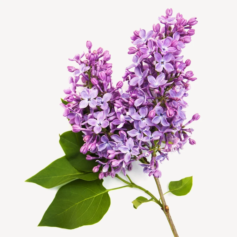 نت یاس بنفش