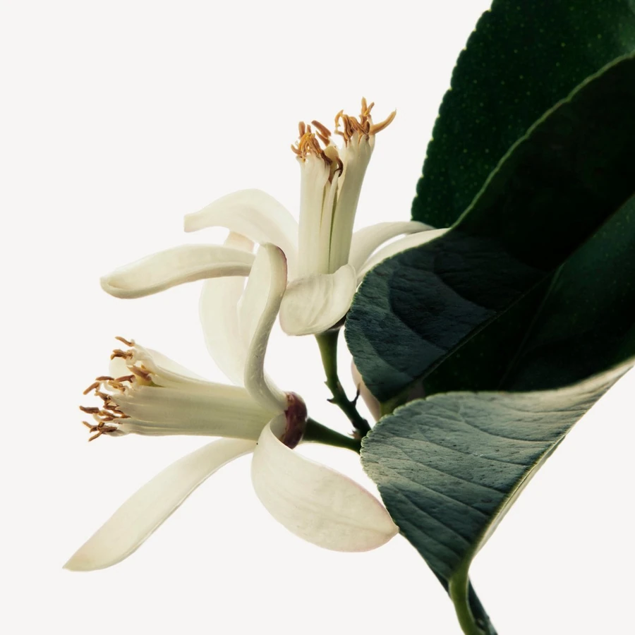 دانه پتی