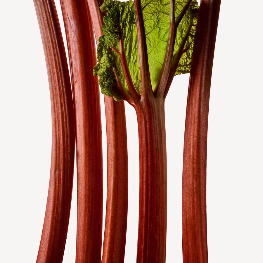 نت ریواس