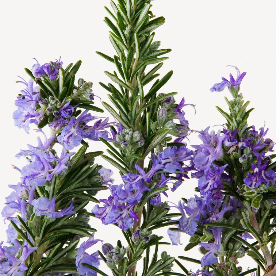 نت رزماری