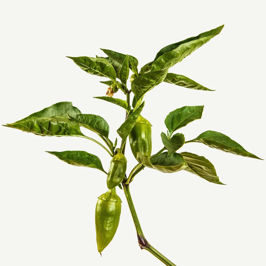 نت فلفل شیرین