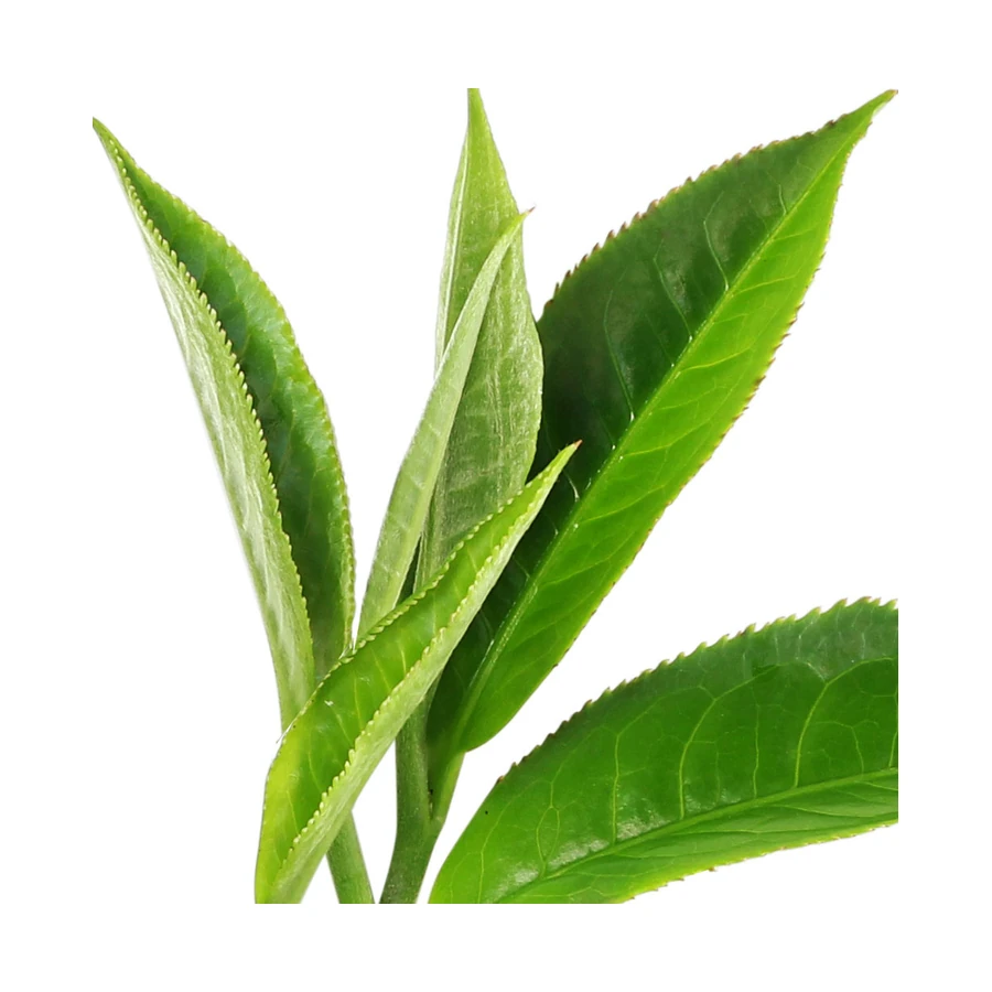 برگ چای