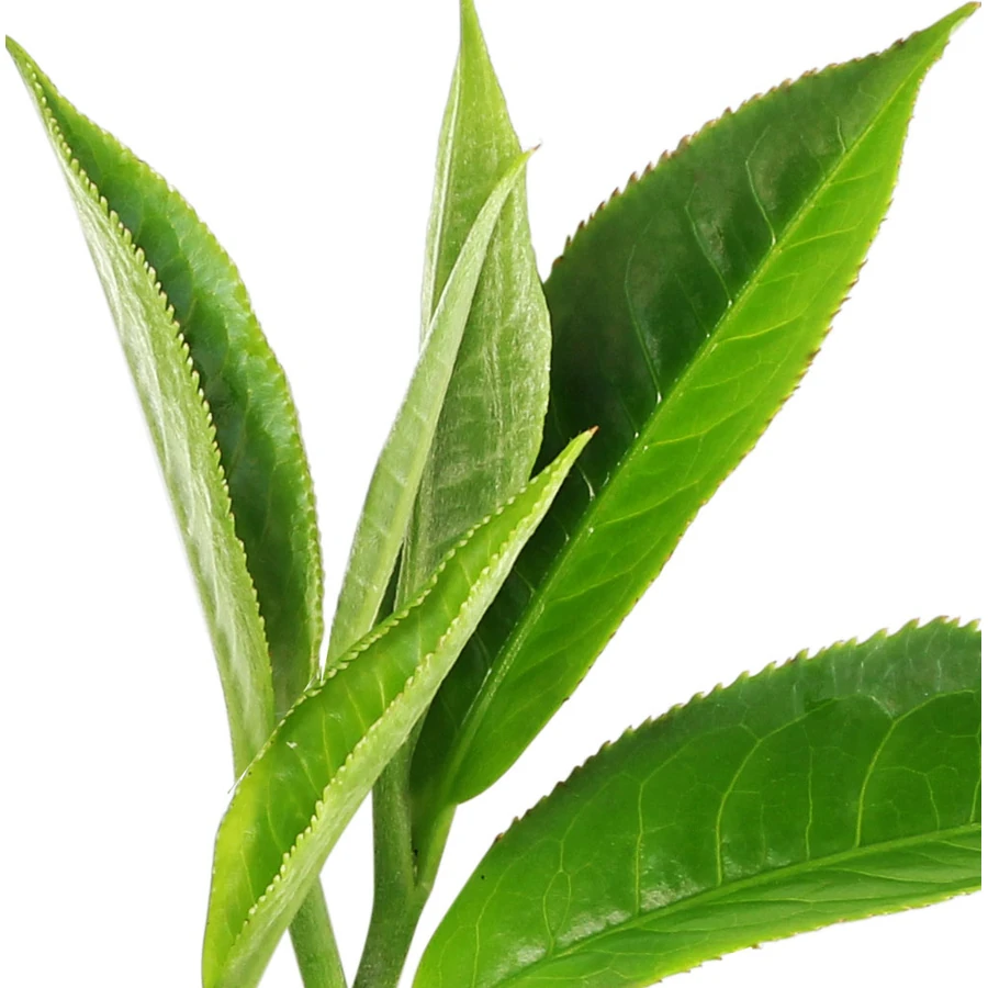 چای