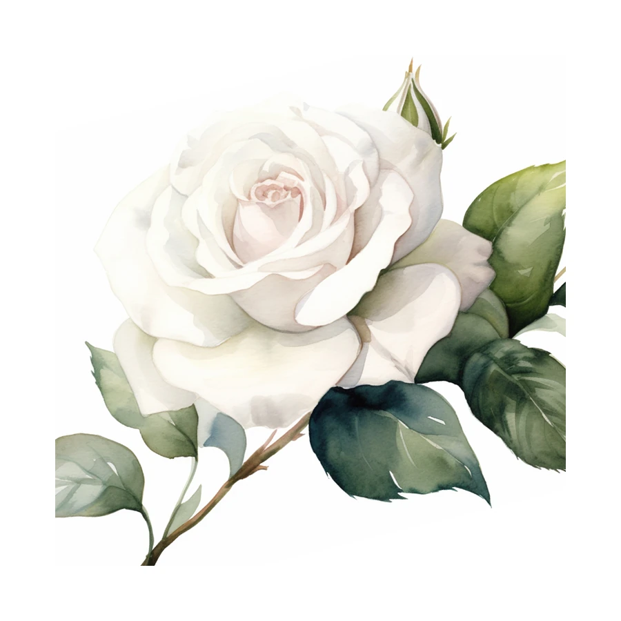 رز سفید