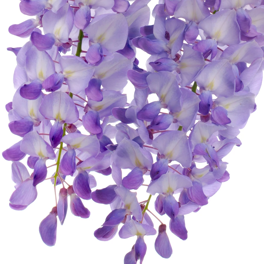 نت ویستریا